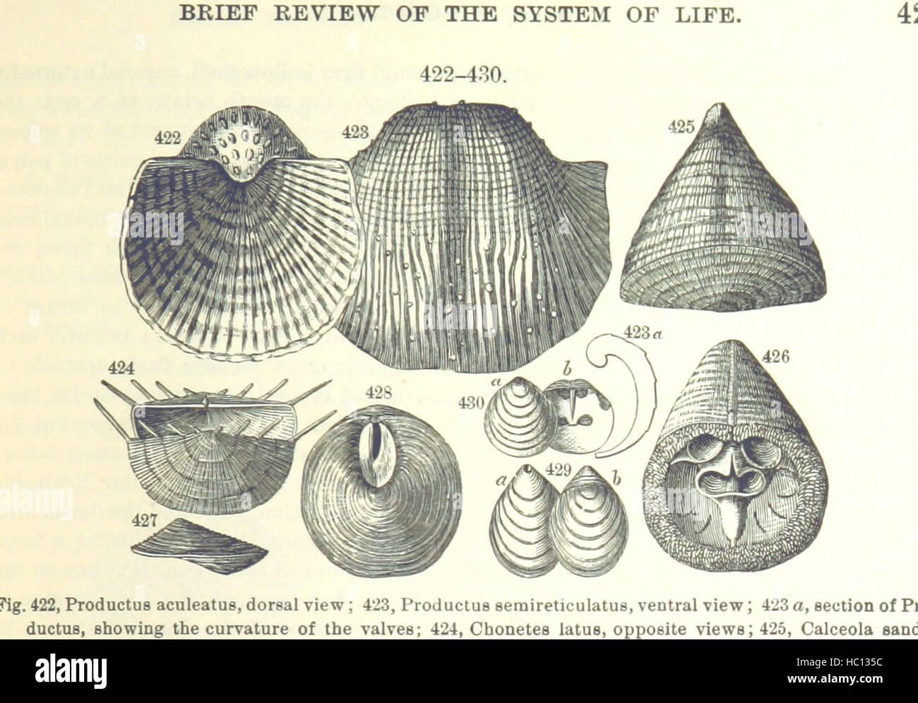 Immagine presa da pagina 437 del '[manuale di geologia: trattamento dei principi della scienza con speciale riferimento alla American storia geologica ... Edizione riveduta.]' immagine presa da pagina 437 del '[manuale di geologia il trattamento Foto Stock