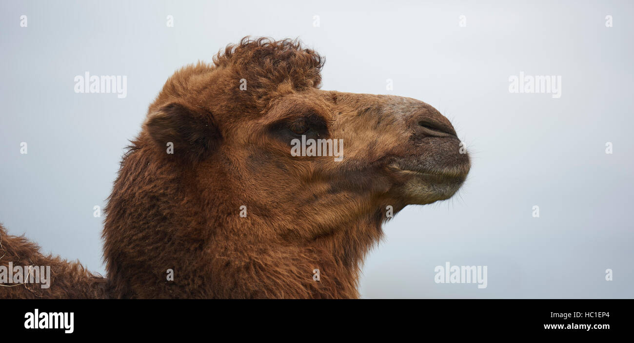 Testa di cammello un contatto ravvicinato e personale Foto Stock