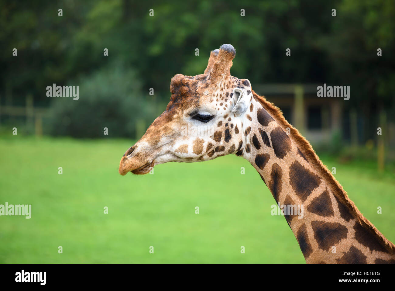 La giraffa un contatto ravvicinato e personale Foto Stock