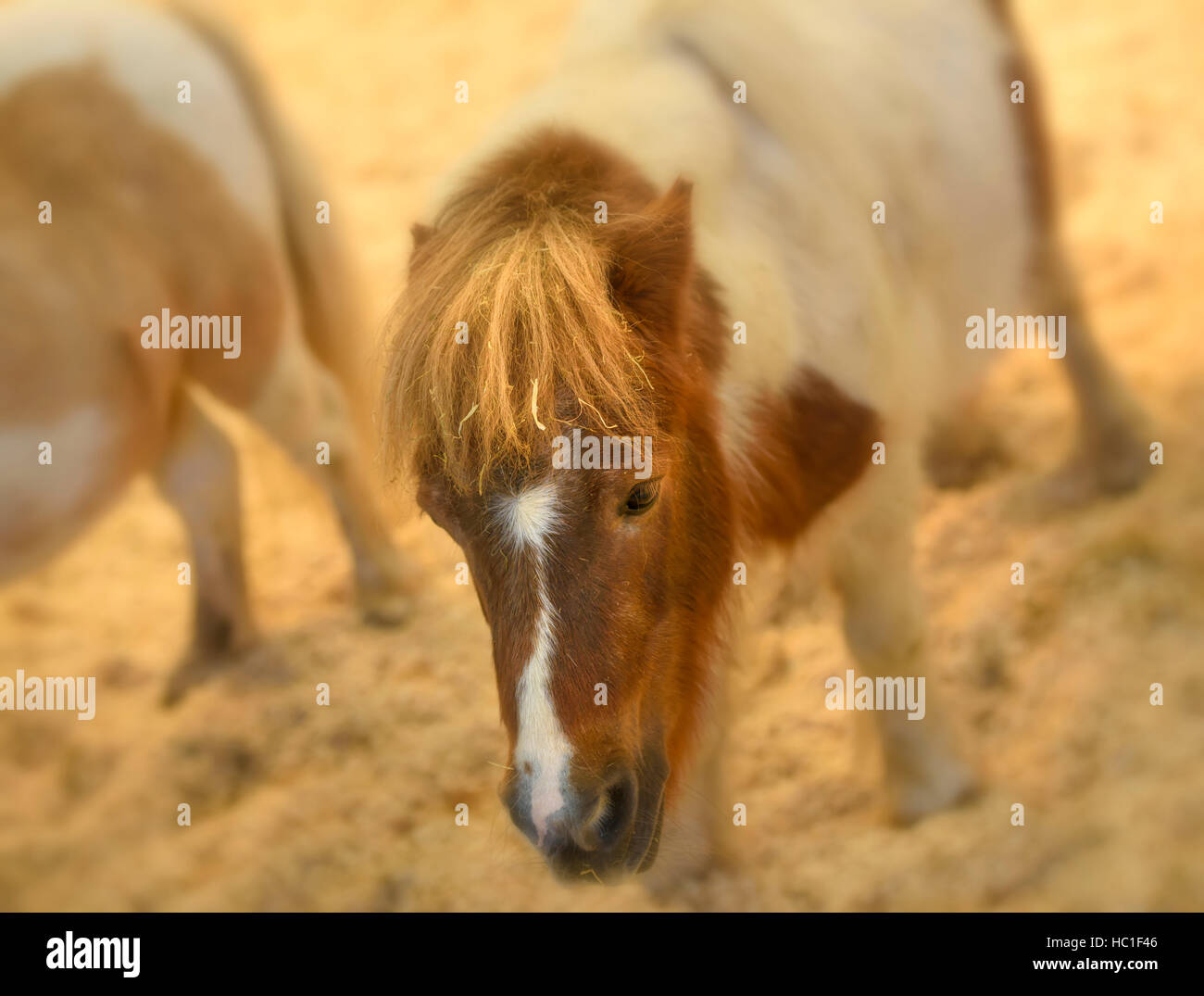 Incandescente soft pony ritratto Foto Stock