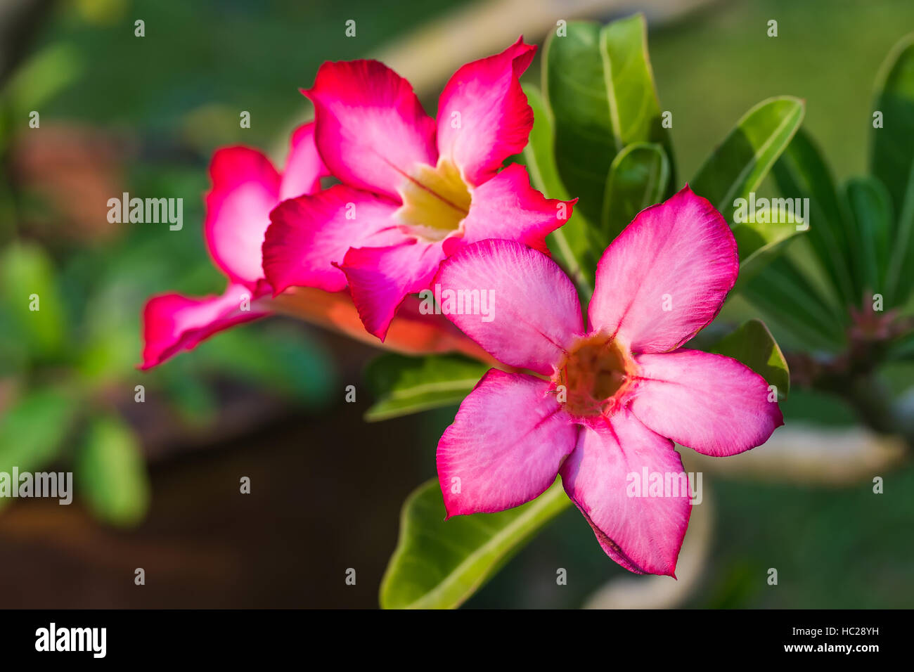 Adenium rosso fiore in giardino Foto Stock