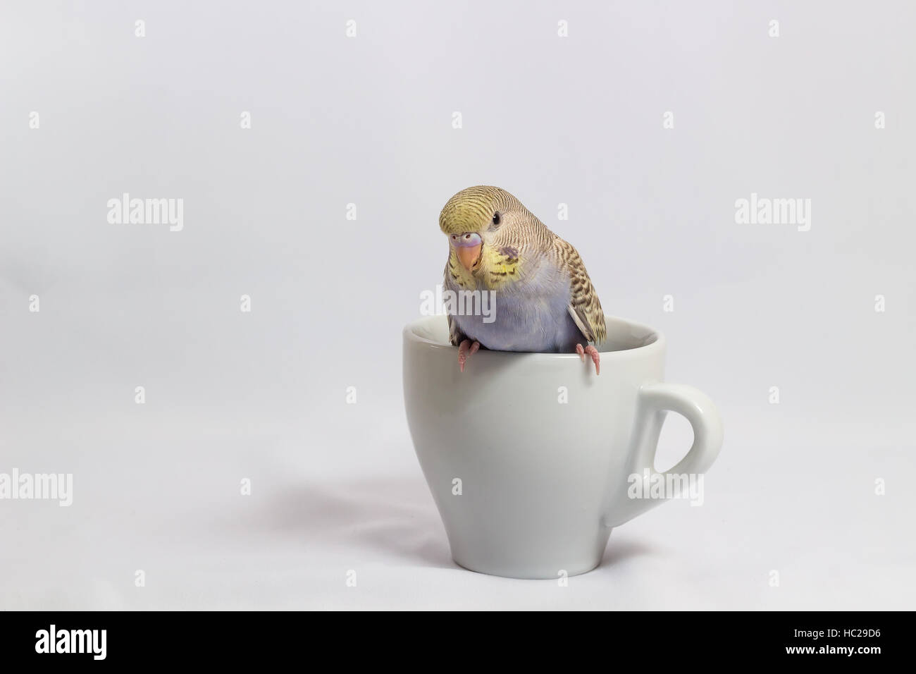 Poco Budgerigar su sfondo bianco Foto Stock