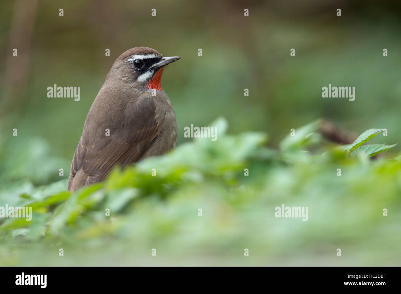 Rubinkehlchen ( Luscinia calliope ), uccello siberiano, seduto a terra in bassa vegetazione, Hoogwoud, Paesi Bassi, fauna selvatica, Europa Foto Stock