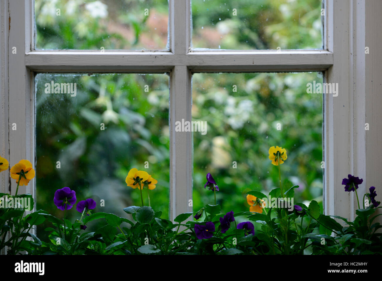 Viola Mammola fiori finestra del conservatorio di gara proteggere protetto fiore fiori fioritura all'interno anta legno floreale RM Foto Stock