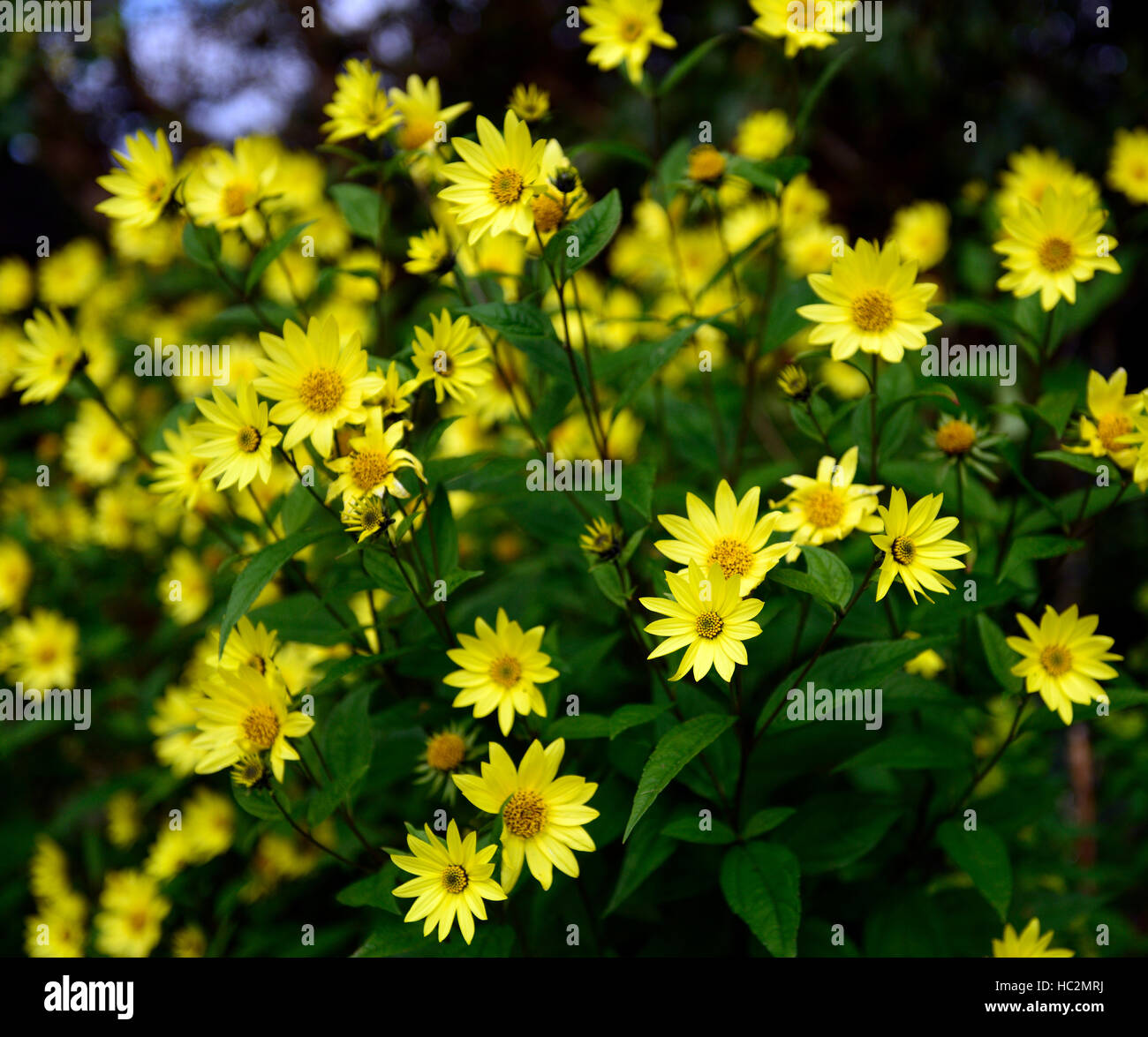 Helianthus regina di limone giallo fiore fiori fioritura autunnale alto girasole piante erbacee perenni RM floral Foto Stock