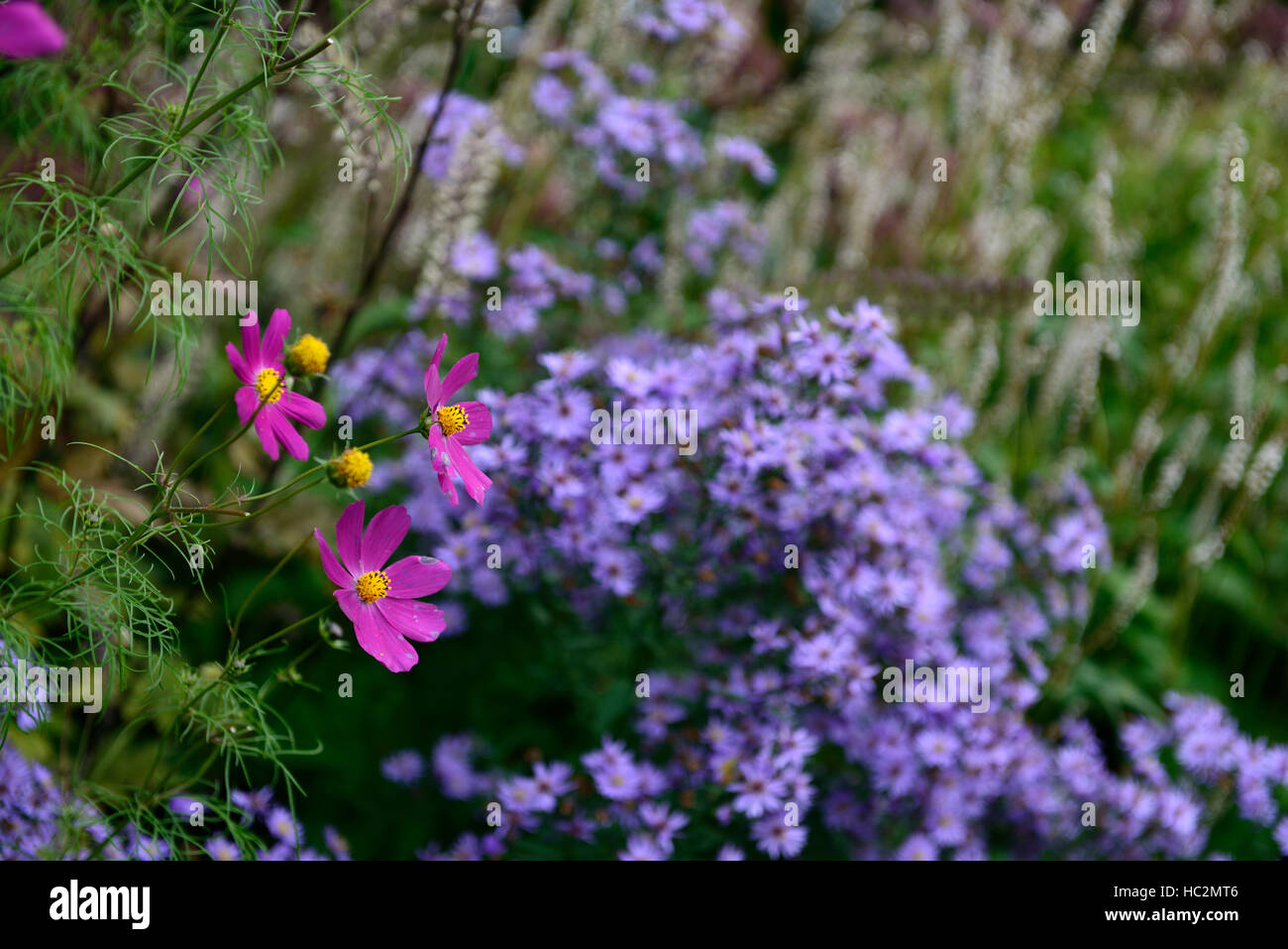 Viola cosmo blu mix aster letto misto di fiori di confine fioritura combinazione floreale RM Foto Stock