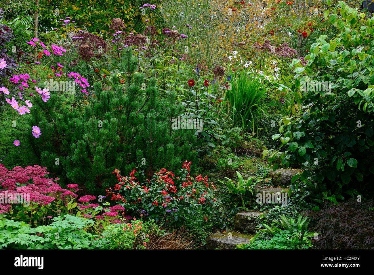 Mix mista regime perenne giardino fasi del percorso di piombo in pietra che conduce hill pendenza inclinata giardinaggio giardino area floreale RM Foto Stock