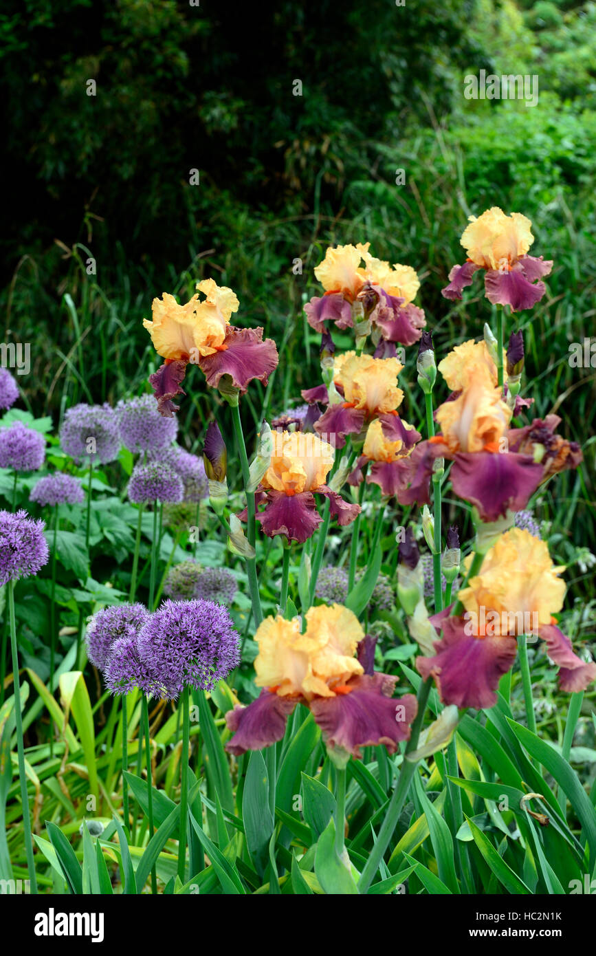 Allium aflatunense viola sensazione barbuto iris viola arancione combinazione perenne piantando mescolato RM Floral Foto Stock