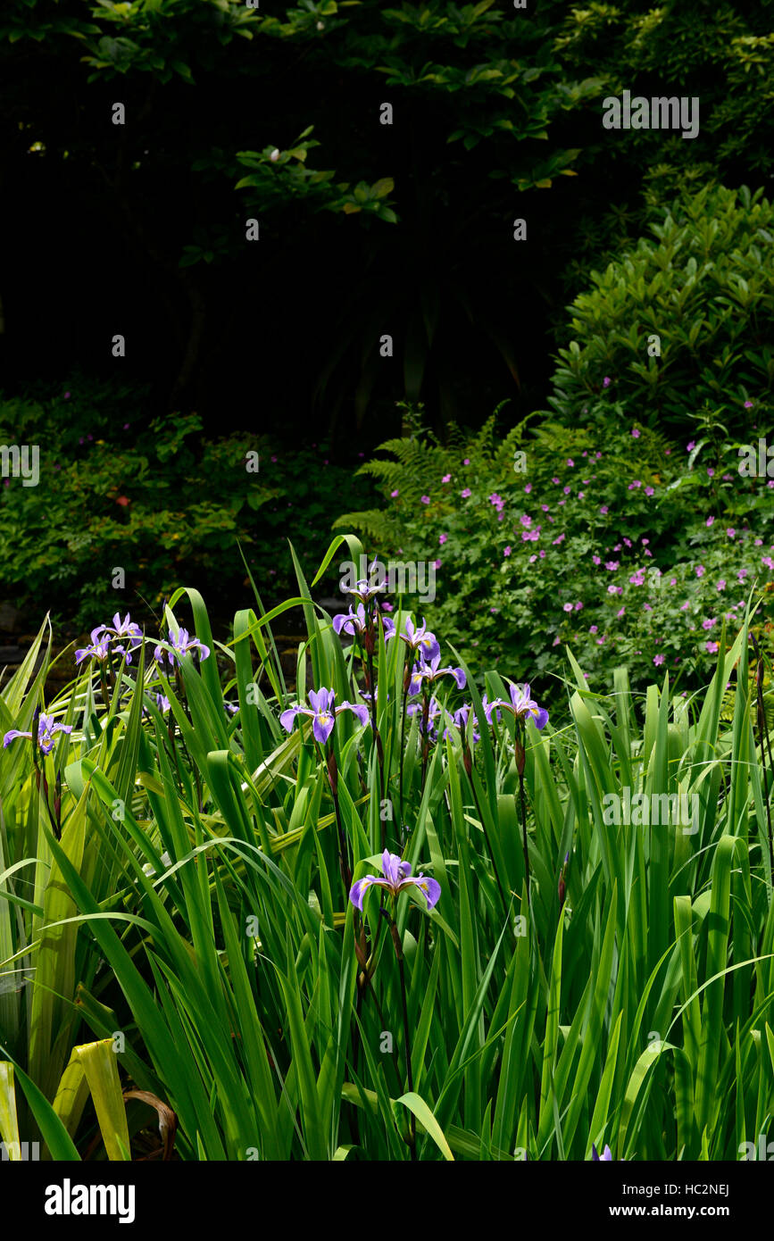 Bandiera blu iris wet bog paludosa terra condizioni giardino floreale RM Foto Stock