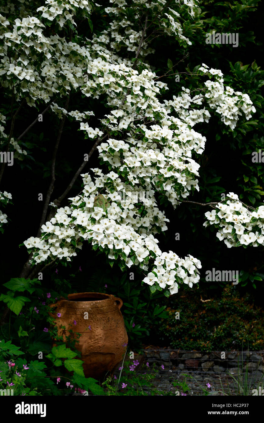 Cornus kousa bianco fiore fiori fioritura molla corniolo sanguinello Grecian urna di terracotta garden design ornamento floreale RM Foto Stock