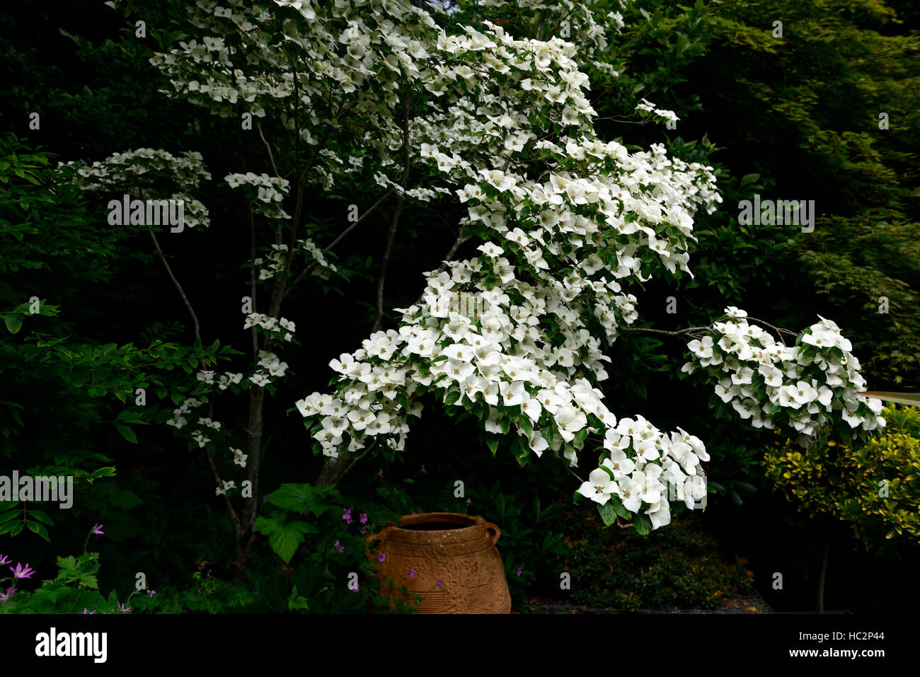 Cornus kousa bianco fiore fiori fioritura molla corniolo sanguinello Grecian urna di terracotta garden design ornamento floreale RM Foto Stock