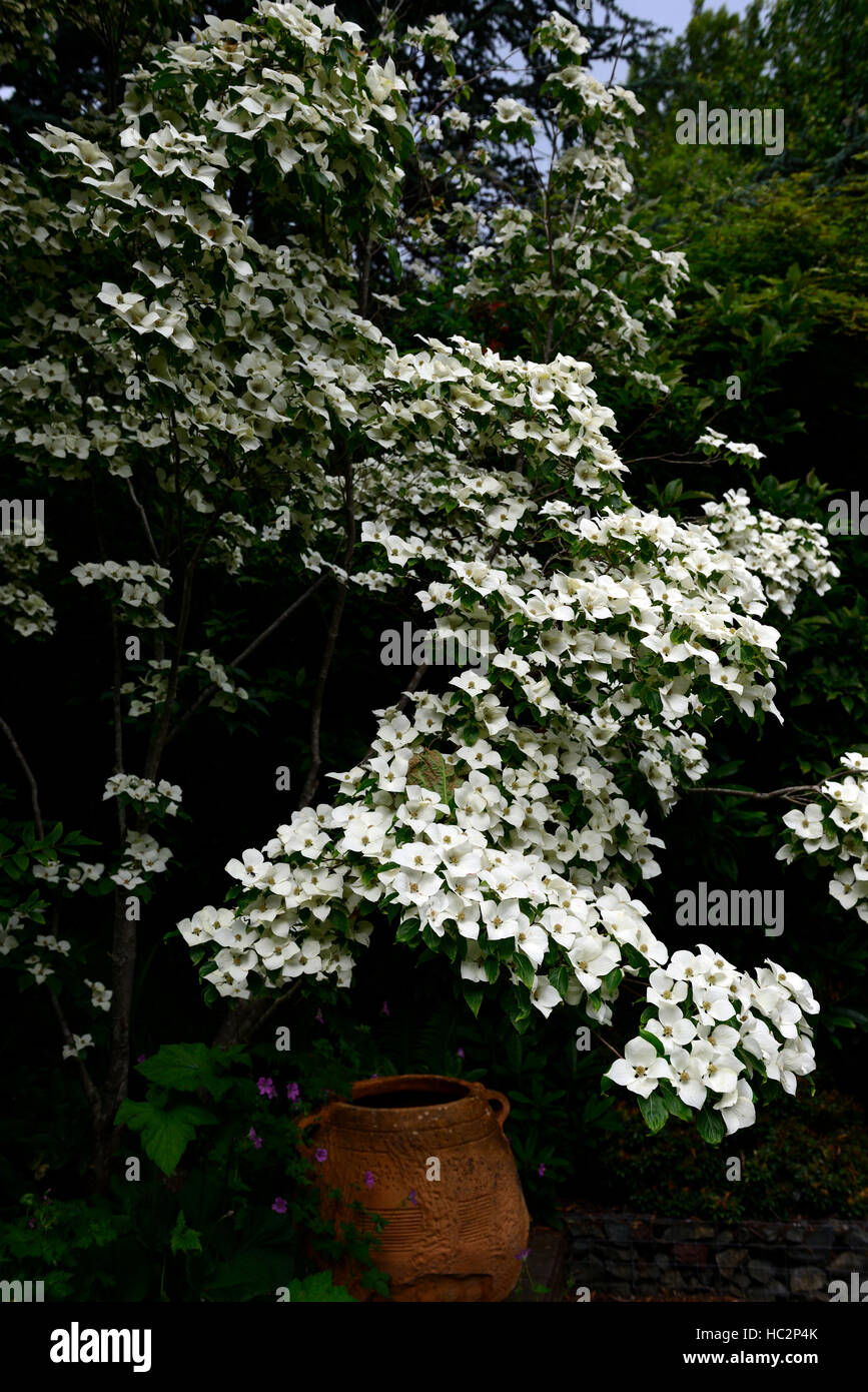 Cornus kousa bianco fiore fiori fioritura molla corniolo sanguinello Grecian urna di terracotta garden design ornamento floreale RM Foto Stock