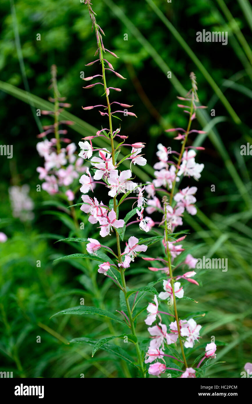 Epilobium angustifolium stahl rose Rosebay willow herb rosa fiore fiori fioritura spike floreale RM Foto Stock