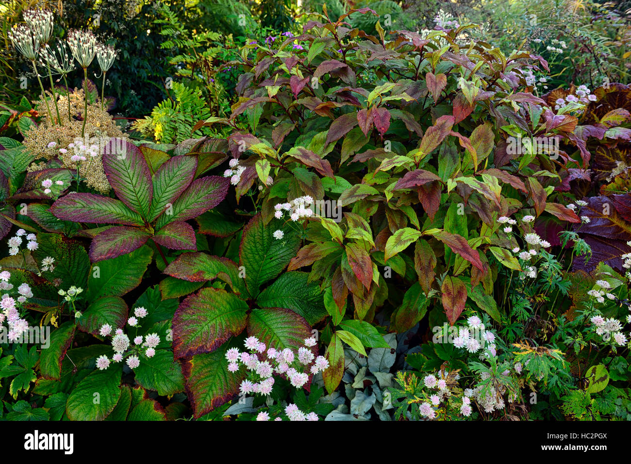 Piantando mescolato schema foglie fogliame rodgersia pulmonaria astrantia persicaria microcephala drago rosso floreale RM Foto Stock