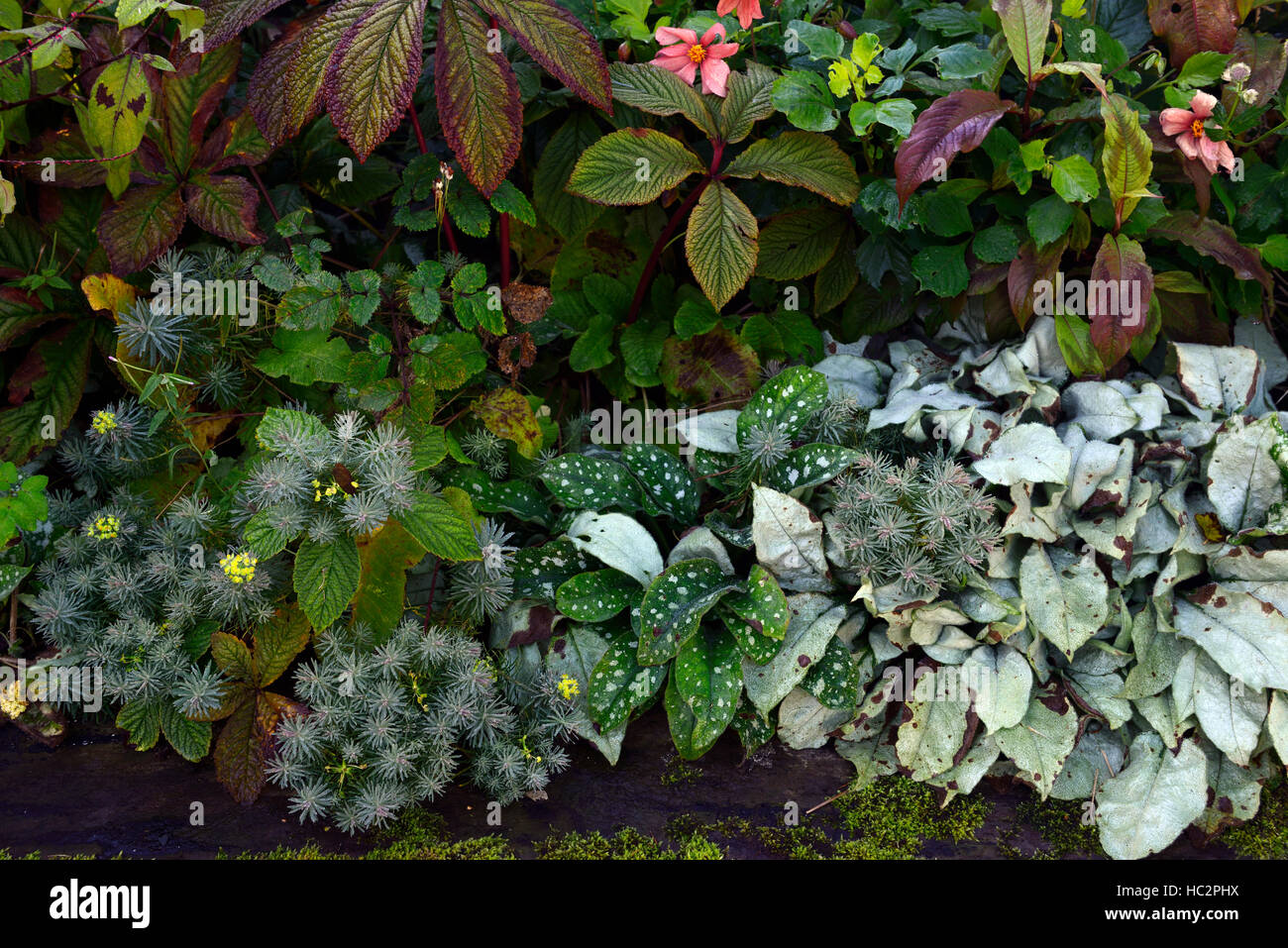 Piantando mescolato schema foglie fogliame rodgersia pulmonaria astrantia persicaria microcephala drago rosso floreale RM Foto Stock