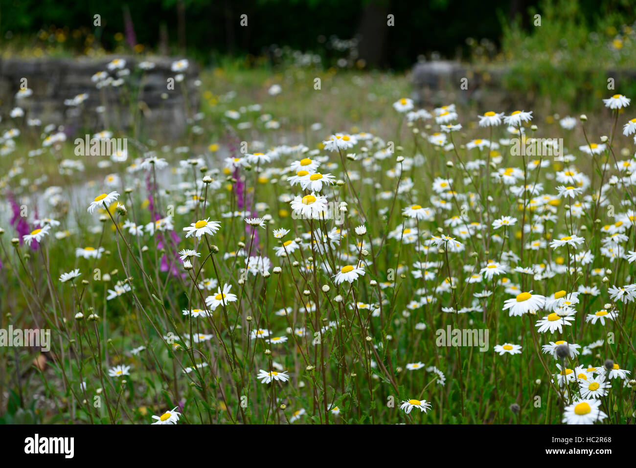 Leucanthemum vulgare oxeye daisy margherite tappeto fiore fiori fioritura visualizza profusione proliferazione Foto Stock
