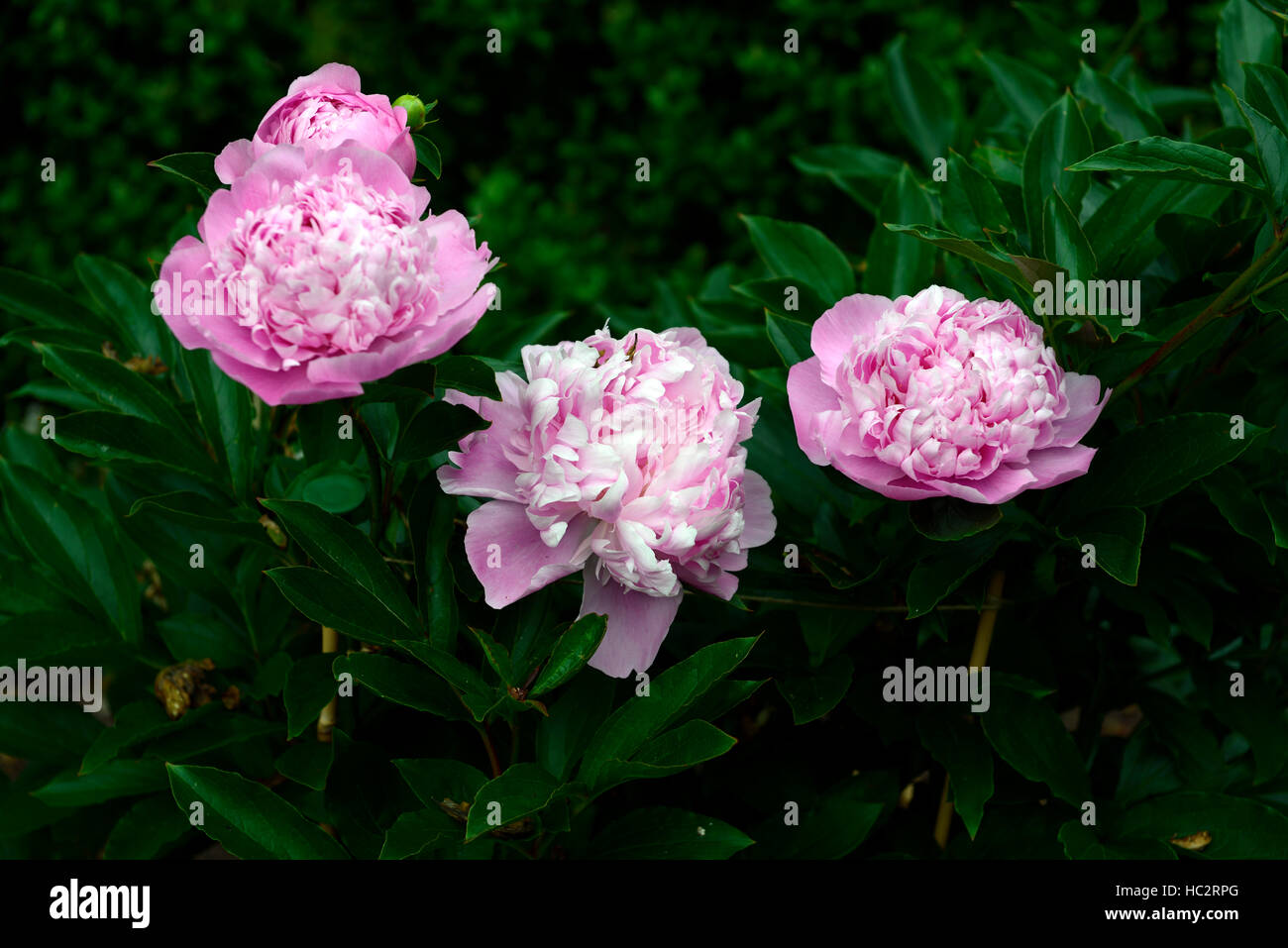 Paeonia lactiflora mon jules elie peonia peonie rosa doppio fiore fiori fioritura perenne frontiera letto profumata floreale RM Foto Stock