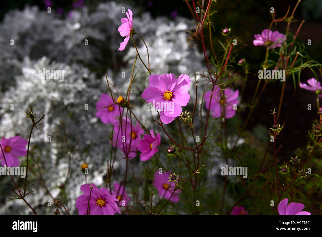 Rosa cosmo argento senecio annuale di annuari visualizza bed confine luce parziale leggermente in ombra ombra ombra floreale RM Foto Stock