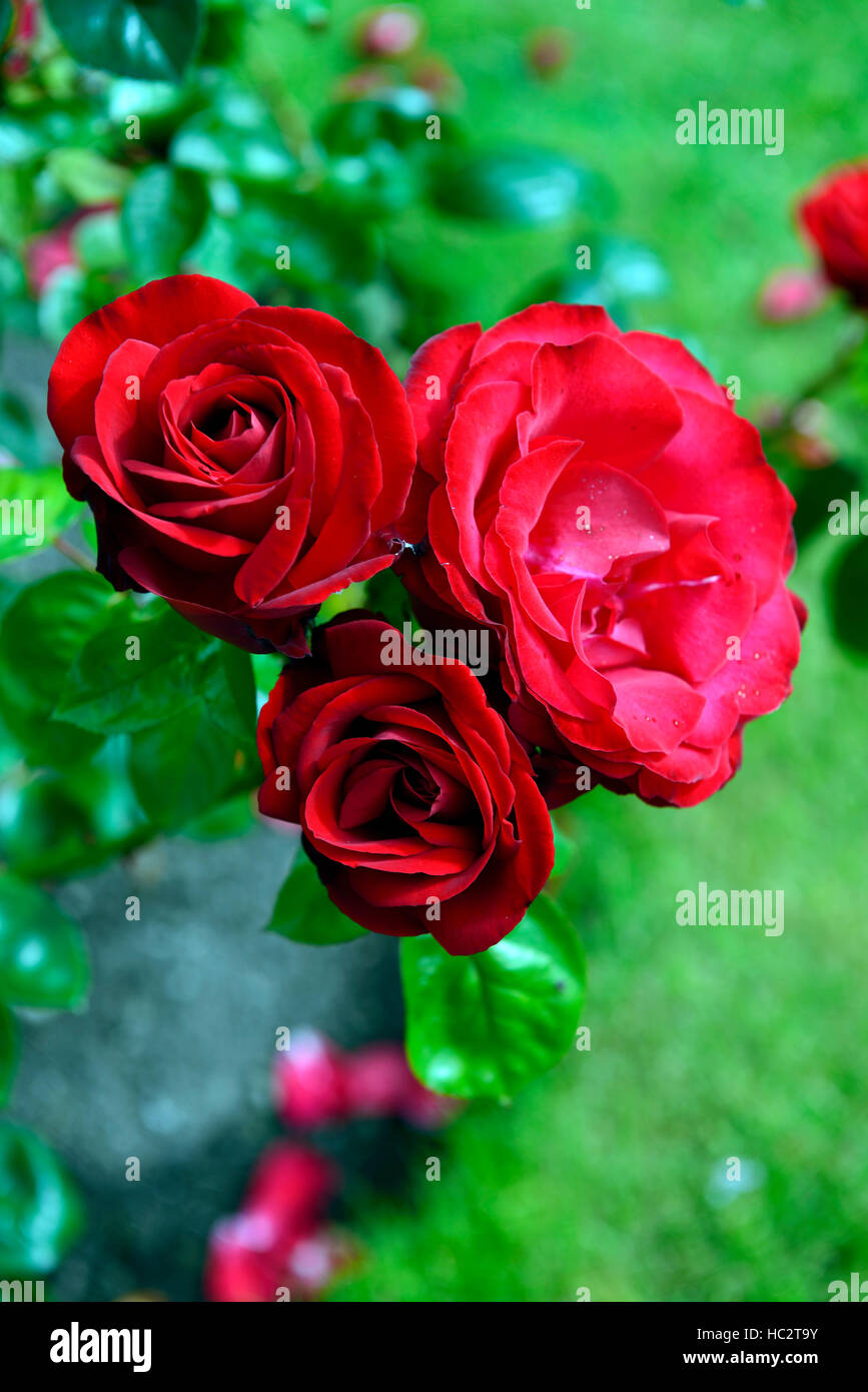 Rosa la baia di Dublino macdub red rose rose arrampicare Climber fioritura di fiori profumati fiori profumati fiori RM Foto Stock