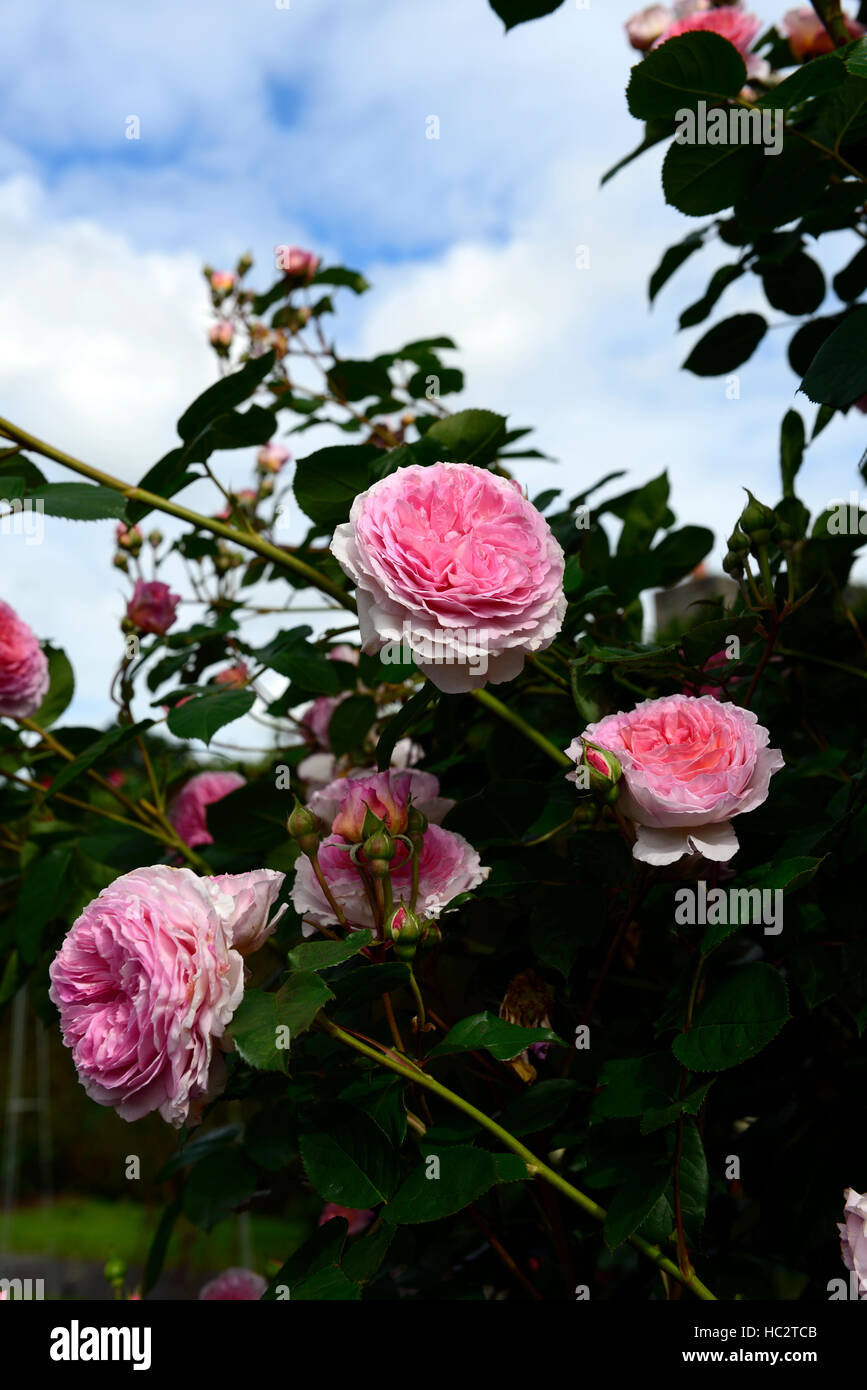 Rosa James Galway auscrystal rose flower pink scalatore fioritura di arrampicata fragranti fiori profumati fiori RM Foto Stock