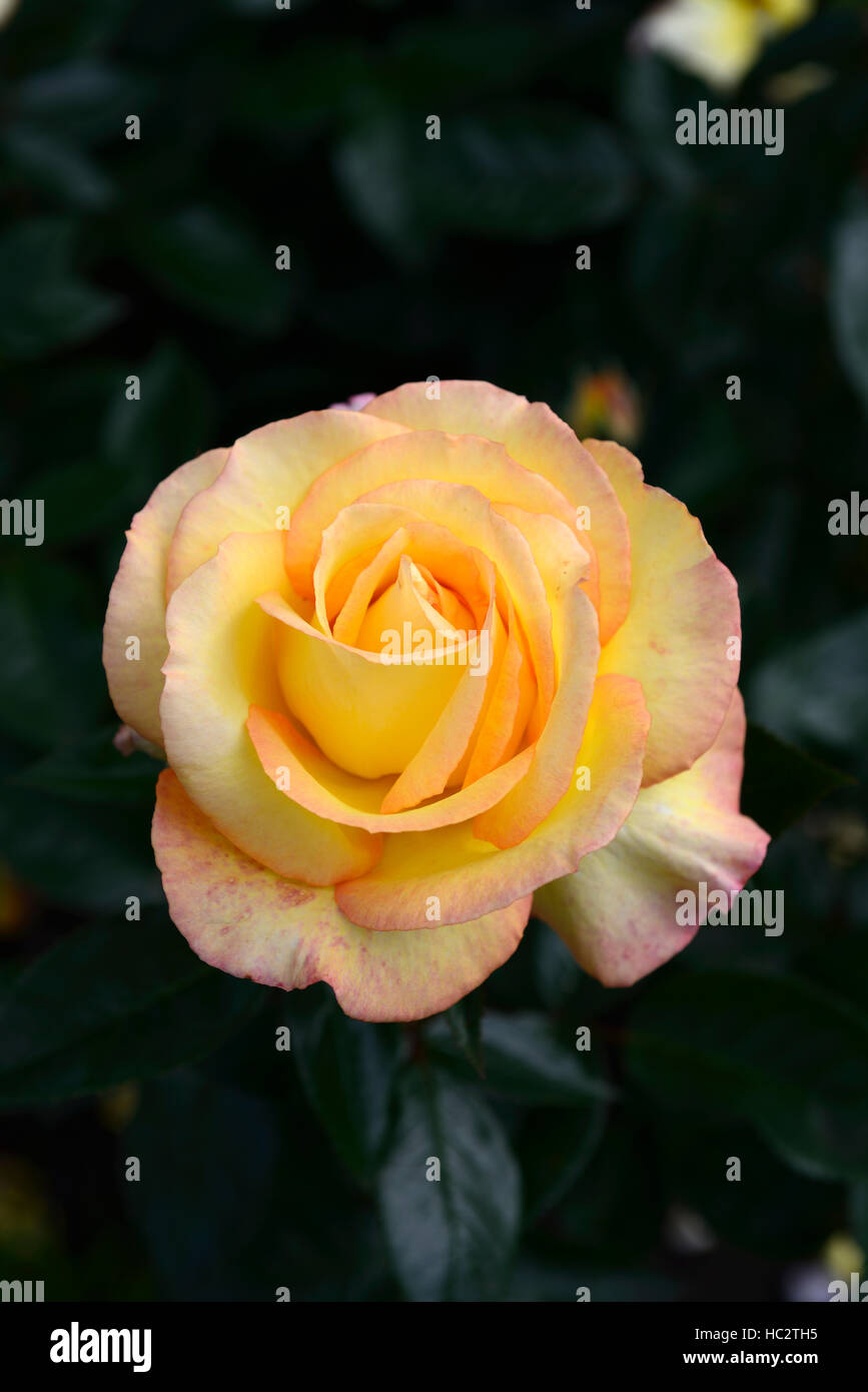 Rosa solitaire rose fiore doppio giallo di Albicocche Pesche arbusti arbusto colore i colori dei fiori di fioritura Hybrid tè floreale RM Foto Stock