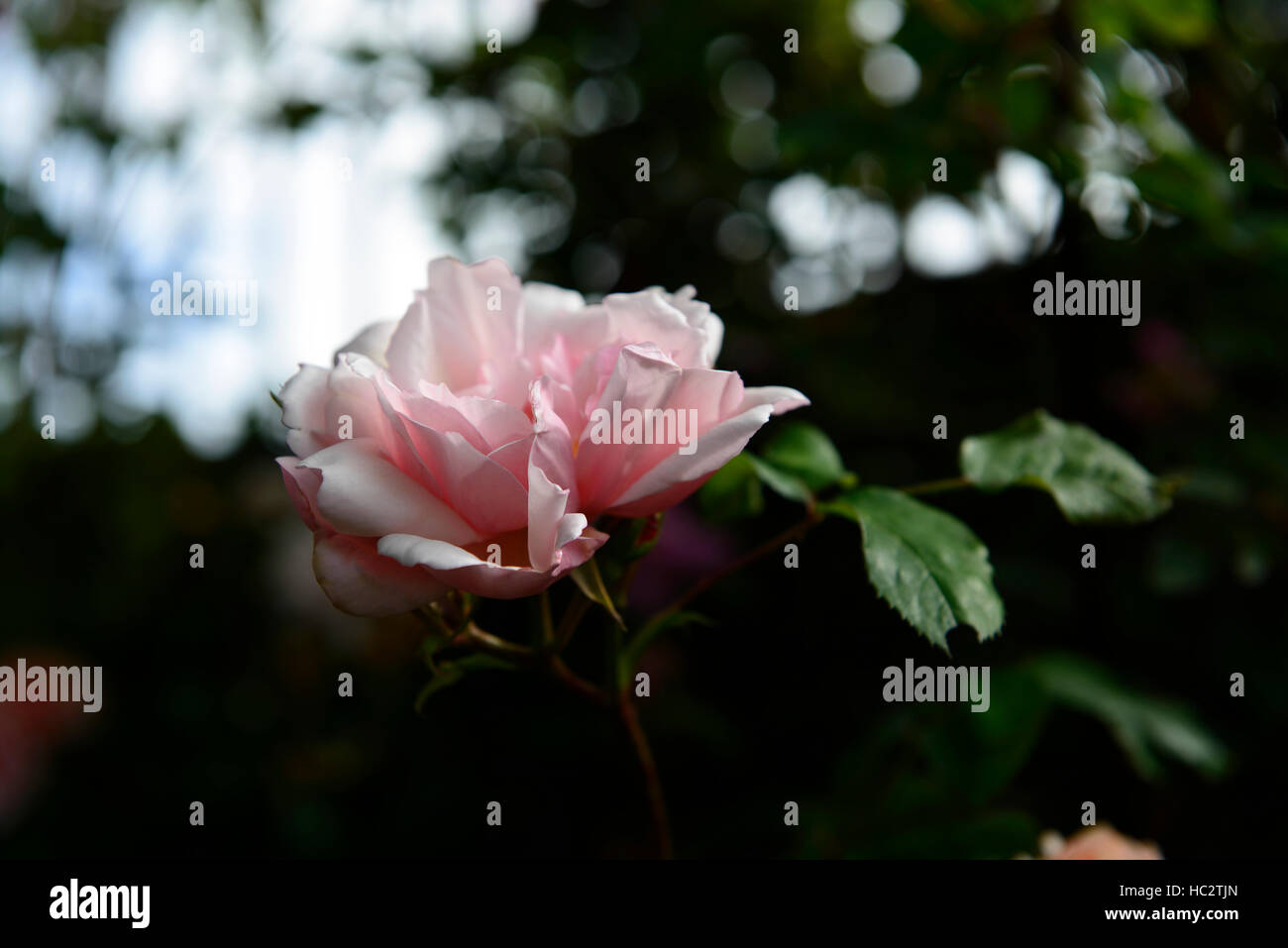 Rosa Zéphirine Drouhin rosa rampicante rosa senza spine ripetere fiore fiori fioritura estate fragranti profumi di fiori RM Foto Stock