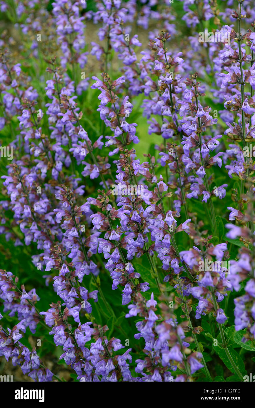 La salvia officinalis salvia comune di saggi di Erbe erbe erbacee perenni erbe blu porpora salvias arbusti arbusto sempreverde floreale RM Foto Stock