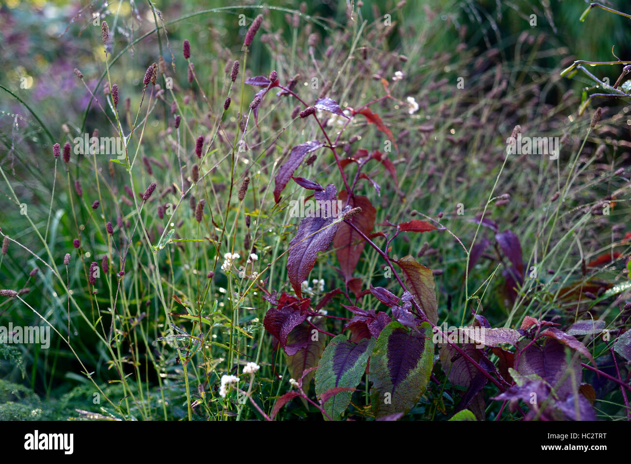 Persicaria Microcephala drago rosso stipa gigantea golden avena mix combinazione mista perenne schema impianto floreale RM Foto Stock