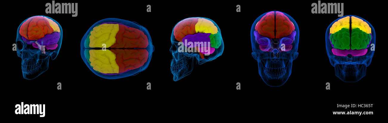 3D render illustrazione di un cervello umano Foto Stock