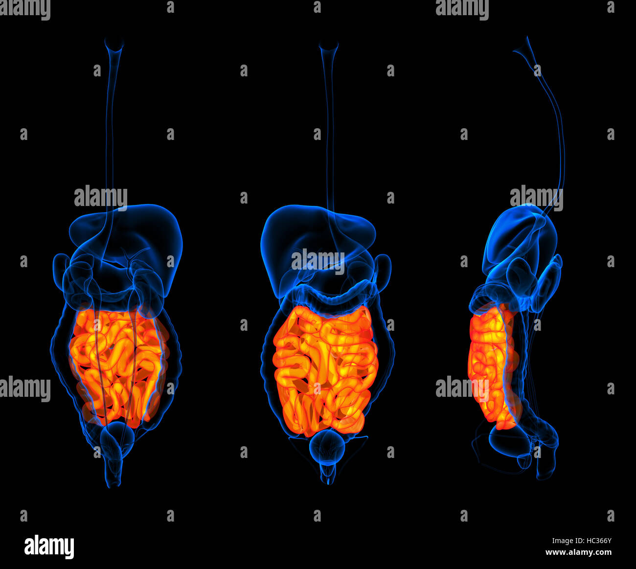 3D rendering apparato digestivo umano intestino tenue colore rosso Foto Stock