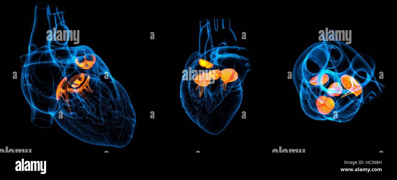 3D render illustrazione della valvola cardiaca Foto Stock