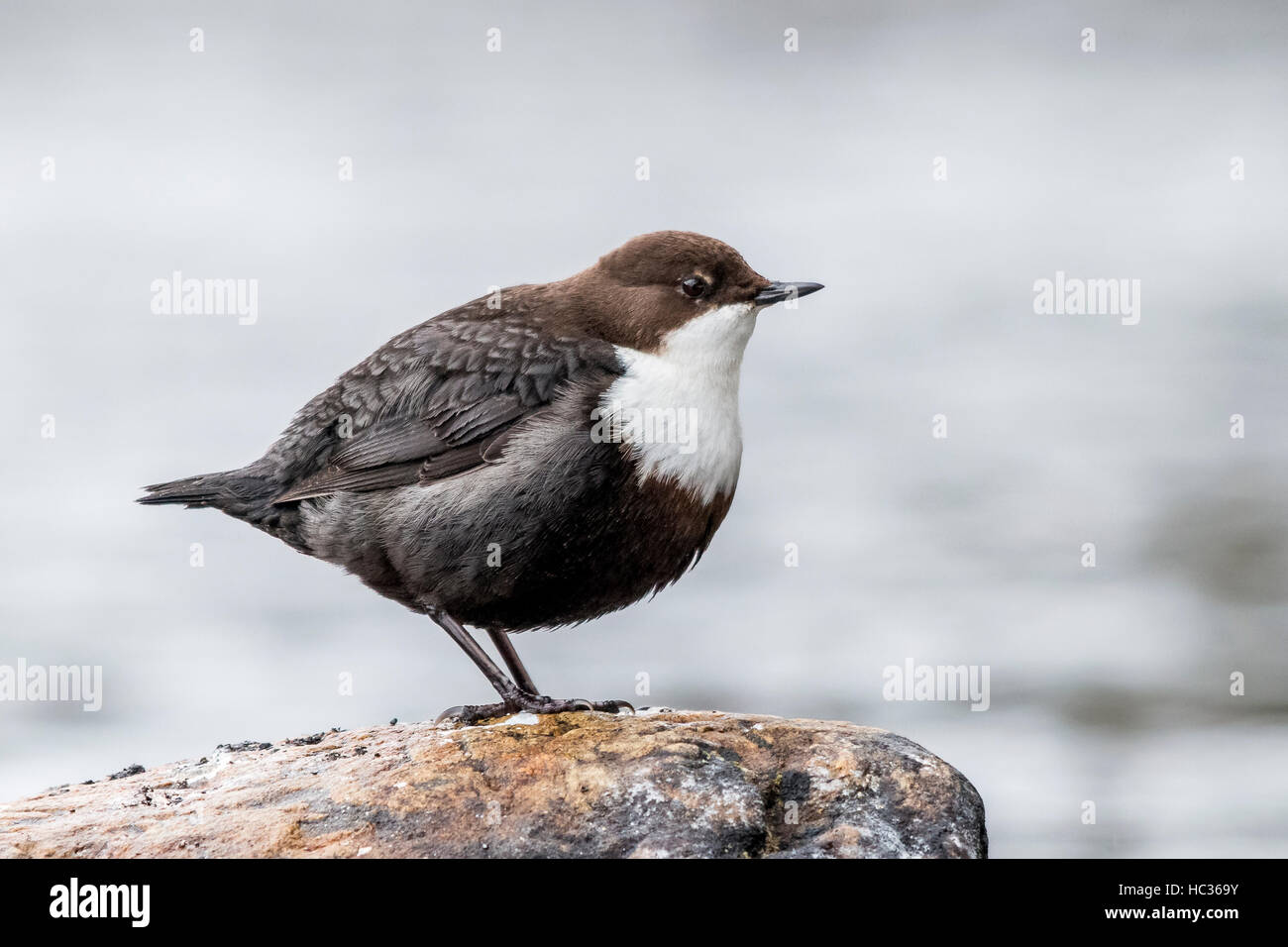 Bianco-throated bilanciere (Cinclus cinclus) Foto Stock