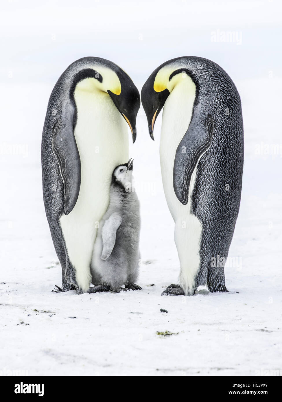 Pinguino imperatore genitori con pulcino Foto Stock