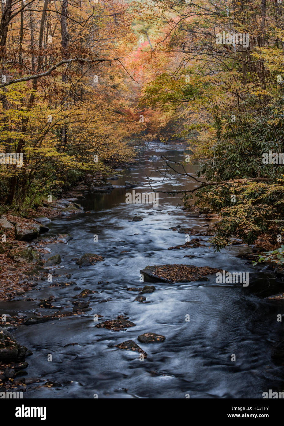 L' acqua scura di Cataloochee Creek in autunno Foto Stock