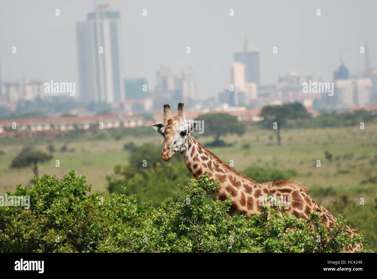 Nairobi, Kenia. Xiii Dec, 2015. ACHTUNG: DIESER BEITRAG DARF nicht vor ABLAUF DER SPERRFRIST, 08. Dezember 00.01 Uhr, VERÖFFENTLICHT WERDEN! ARCHIV - Eine Giraffe ist am 13.12.2015 im del Parco Nazionale di Nairobi zu sehen. In den letzten Jahren ist Hauptstadt Kenias Nairobi unmittelbar bis an die Parkgrenzen herangewachsen. (Zu dpa 'Naturschützern warnen: Giraffen vom Aussterben bedroht) Foto: Thomas Burmeister/dpa/Alamy Live News Foto Stock