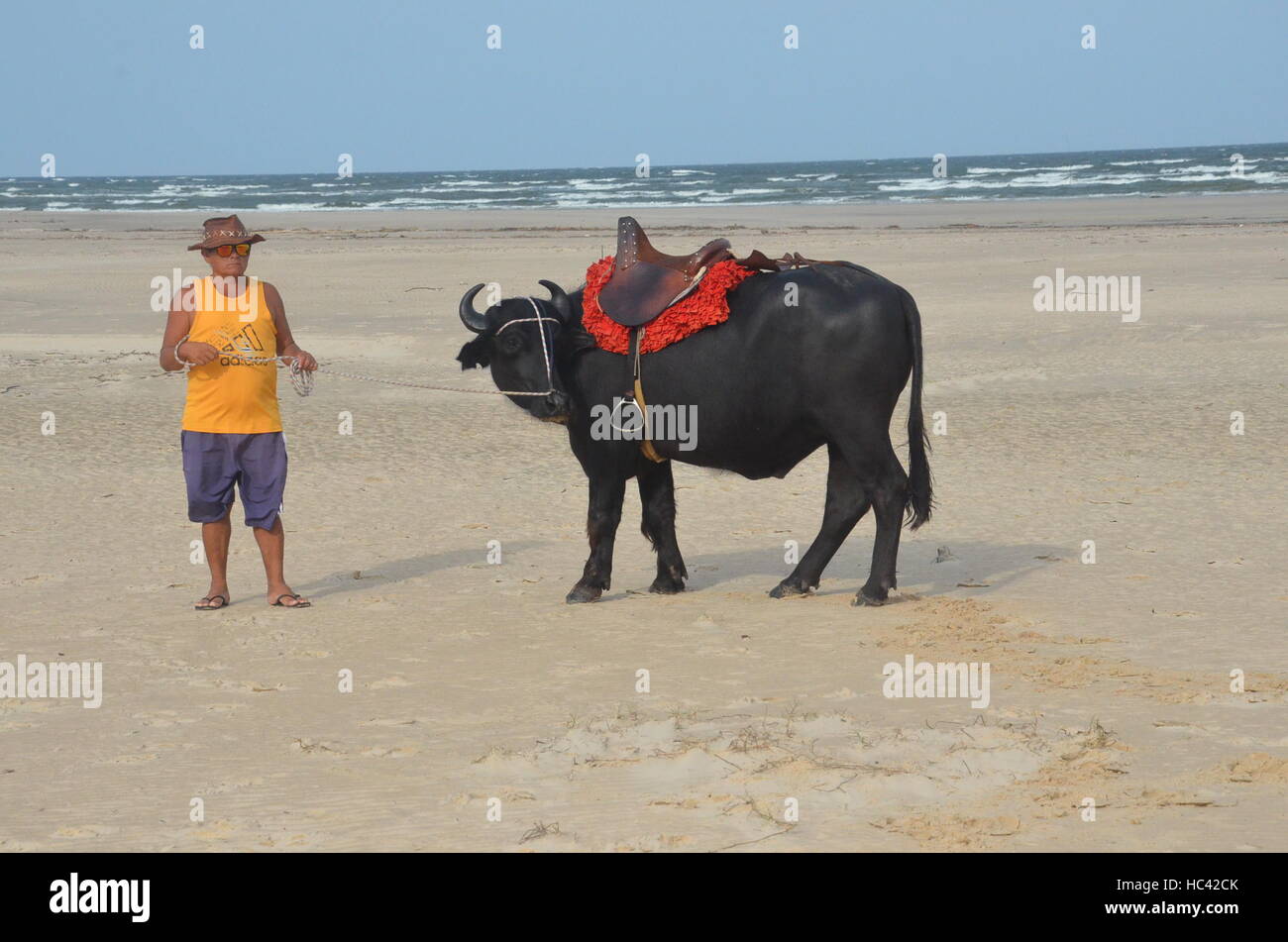 Walter Cardoso sorge presso la spiaggia della norther fiume brasiliano isola Marajo, Brasile, 25 novembre 2016. Egli è in attesa per i turisti che potrebbe pagare per una fotografia con la bufala. Foto: Georg Ismar/dpa Foto Stock