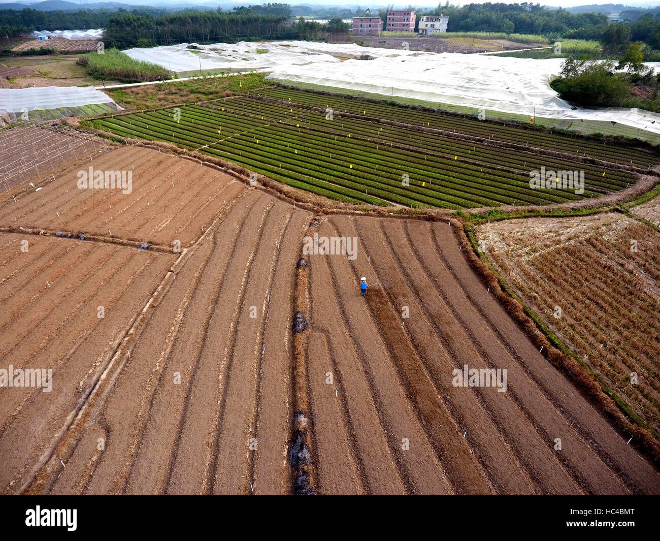 Qinzhou, Guangxi, Cina. L'8 dicembre, 2016. Un agricoltore lavora in un vegetale agraria in Jiulong township di Qinzhou, Guangxi, Cina, Sud della Cina di Guangxi Zhuang Regione autonoma, DEC, 8, 2016.Gli agricoltori accorso per raccolto e pianti vegetali come la temperatura alta. Credito: Zhang Ailin/Xinhua/Alamy Live News Foto Stock