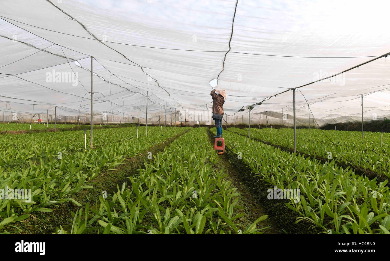 Qinzhou, Guangxi, Cina. L'8 dicembre, 2016. Un agricoltore corregge un ortaggi in serra Jiulong township di Qinzhou, Guangxi, Cina, Sud della Cina di Guangxi Zhuang Regione autonoma, DEC, 8, 2016. Gli agricoltori si affrettò a raccogliere e pianti vegetali come la temperatura alta. Credito: Zhang Ailin/Xinhua/Alamy Live News Foto Stock
