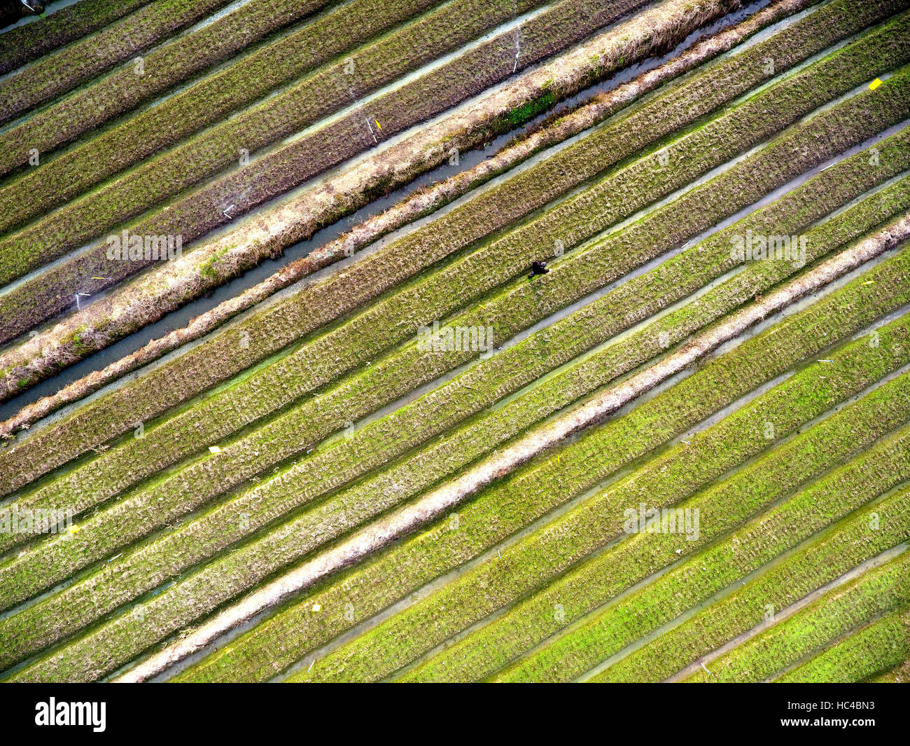 Qinzhou, Guangxi, Cina. L'8 dicembre, 2016. Un agricoltore lavora in un vegetale agraria in Jiulong township di Qinzhou, Guangxi, Cina, Sud della Cina di Guangxi Zhuang Regione autonoma, DEC, 8, 2016. Gli agricoltori si affrettò a raccogliere e pianti vegetali come la temperatura alta. Credito: Zhang Ailin/Xinhua/Alamy Live News Foto Stock