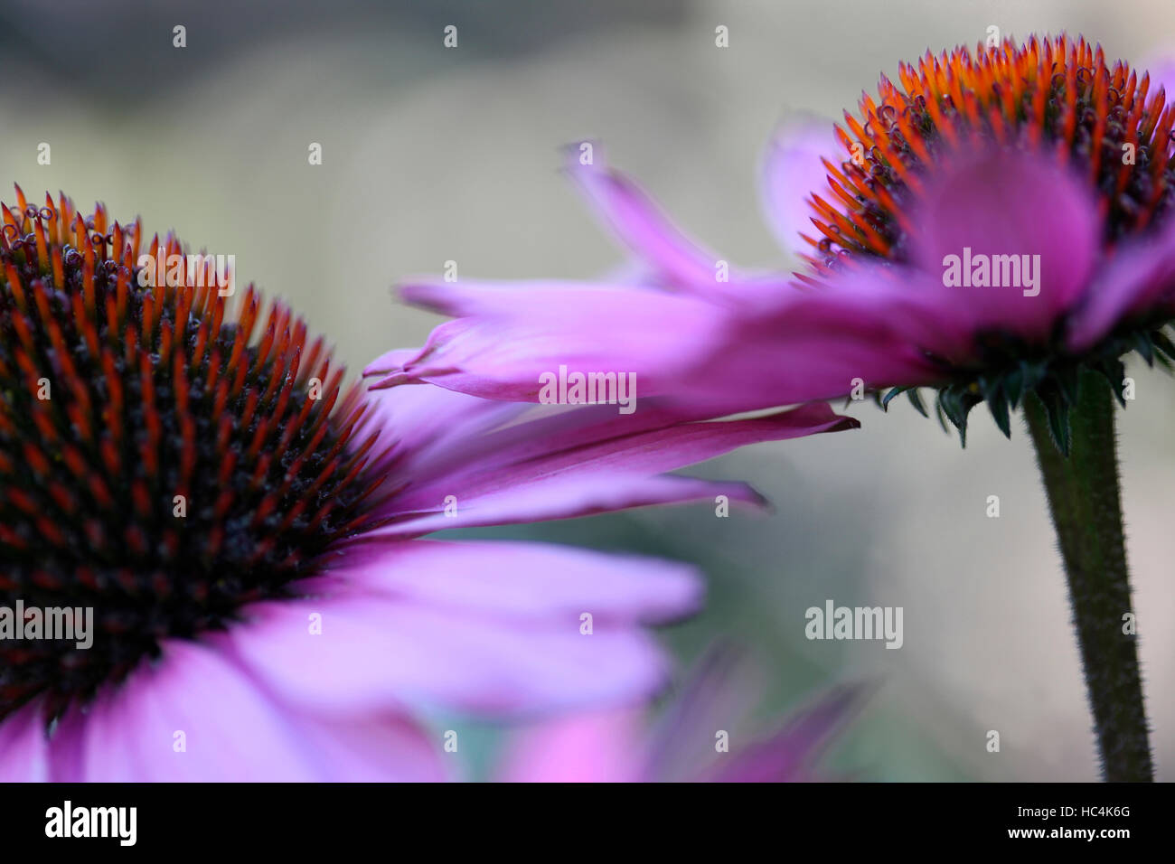 Imponente e di lunga sgambate echinacea le teste dei fiori Jane Ann Butler JABP Fotografia1742 Foto Stock