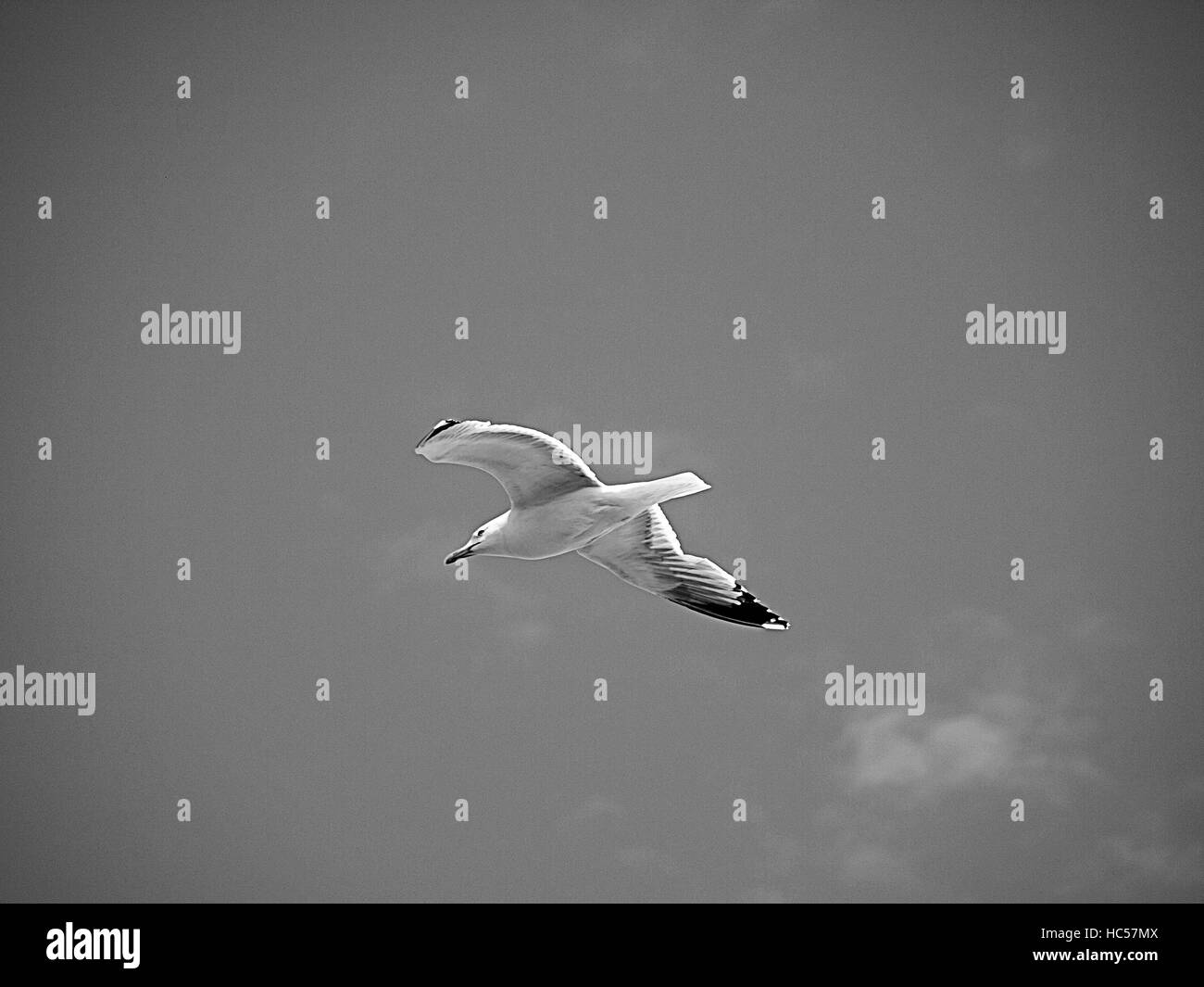 OLYMPUS FOTOCAMERA DIGITALE Foto Stock