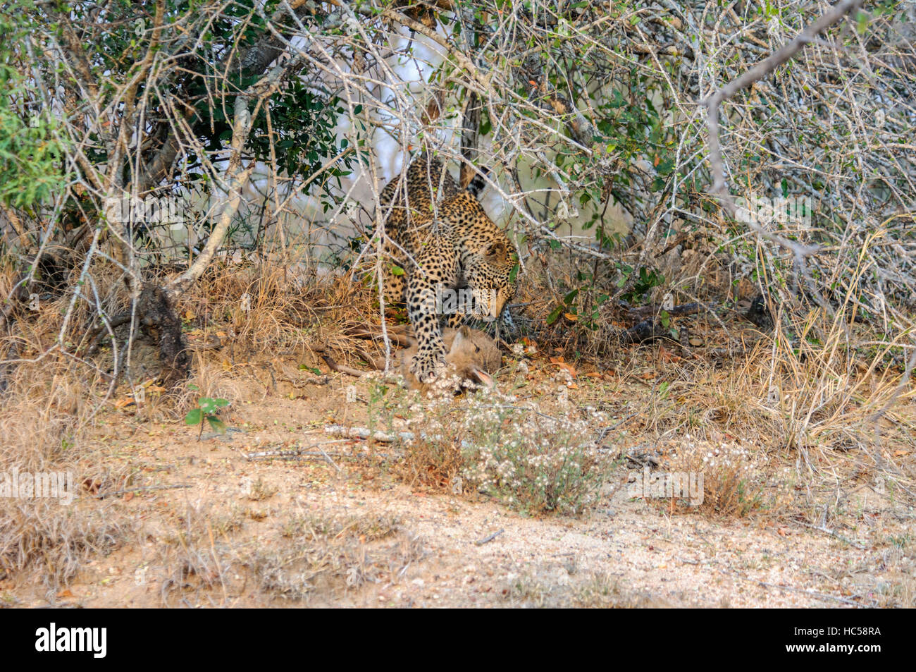 Un giovane africano leopard cub (Panthera pardus) pratiche la sua abilità di caccia con un punto morto antilope, Sud Africa Foto Stock