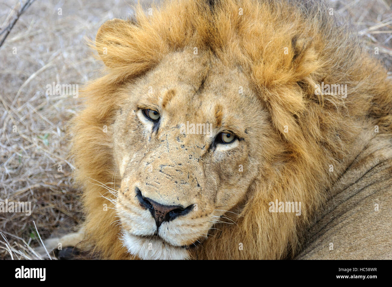 Close-up di un maschio di leone africano (Panthera leo) rilassante sulla savana, Sud Africa Foto Stock