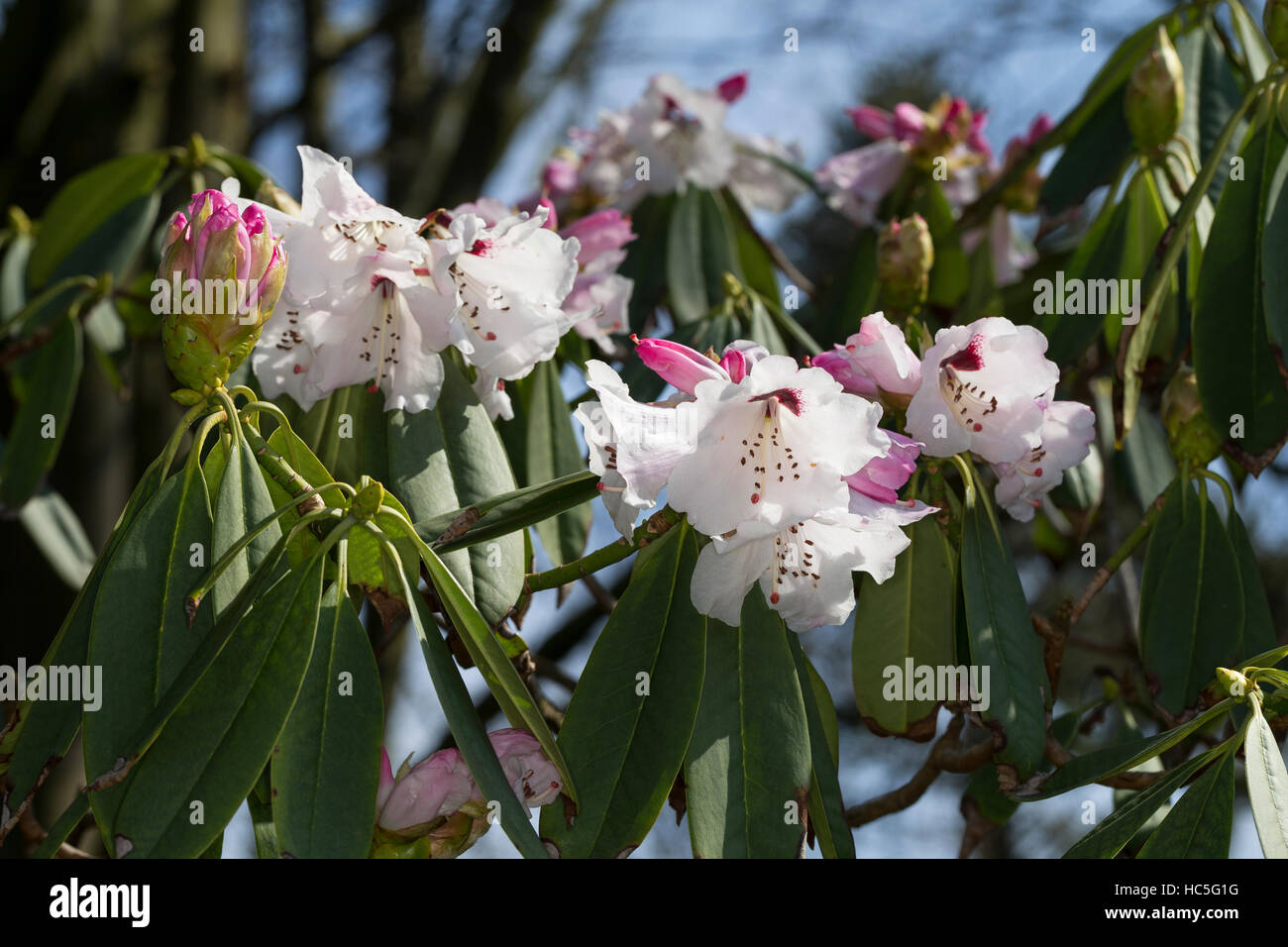 Rododendri, Sichuan-Rhododendron, rododendro sutchuenense, Sichuan Rododendro Foto Stock