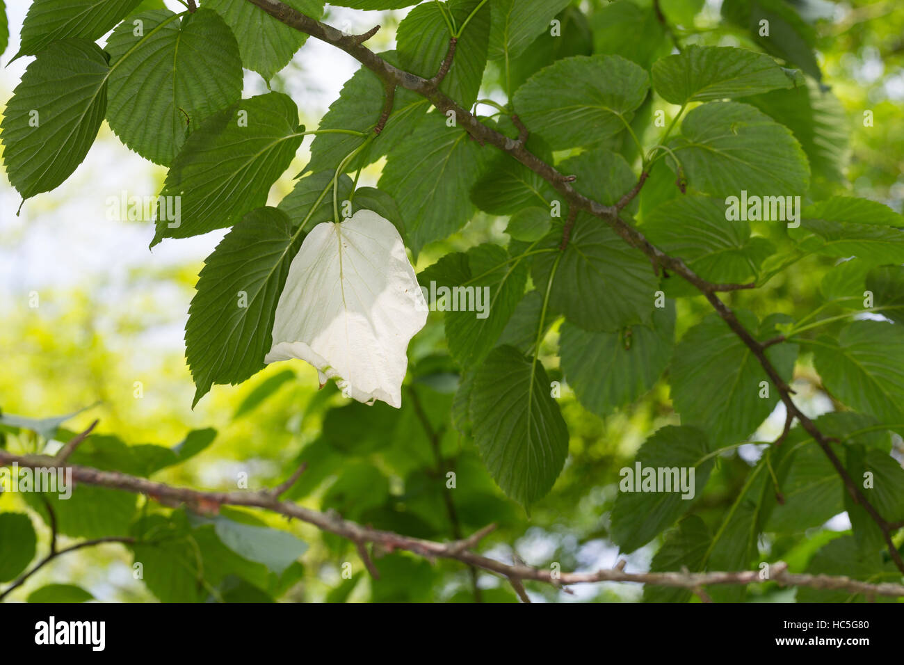 Taschentuchbaum, Taschentuch-Baum, Taubenbaum, großes weißes Hochblatt, Davidia involucrata, Davidia involucrata var. vilmoriniana, Colomba-tree, handker Foto Stock