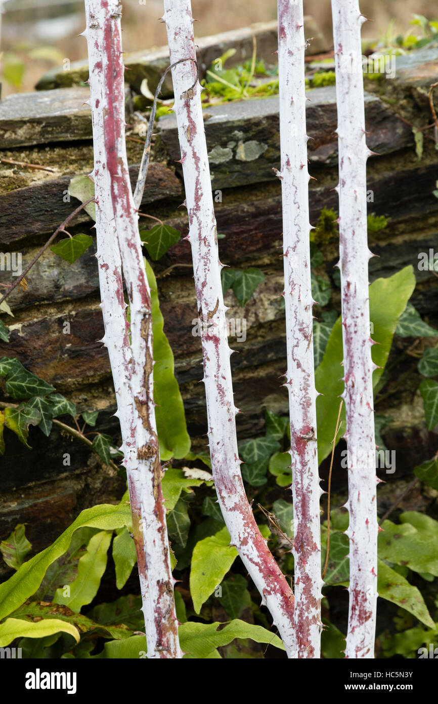 Polvere bianca ricopre l'inverno steli del rovo ornamentali, Rubus cockburnianus Foto Stock