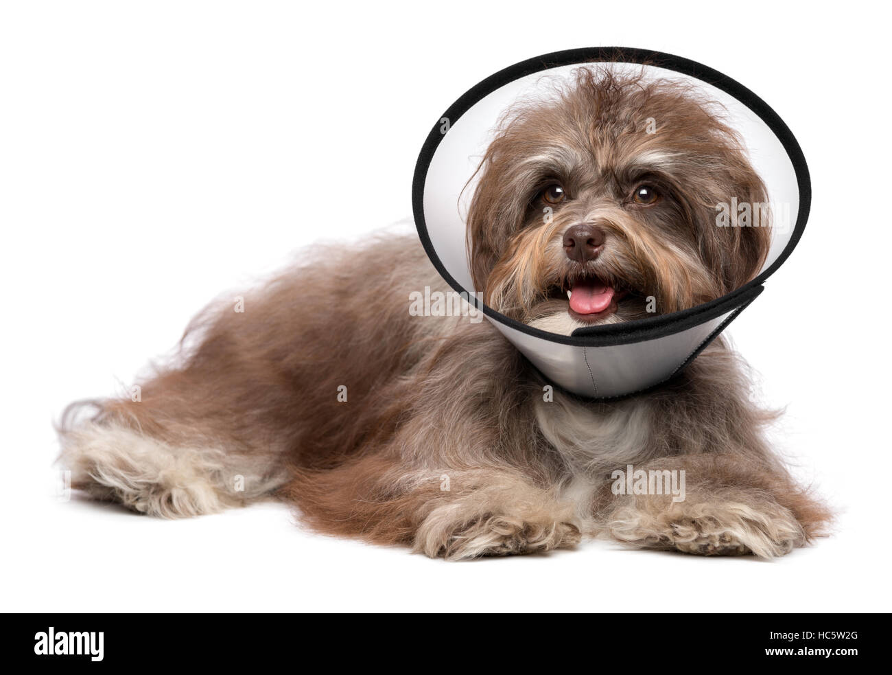 Malati e felice havanese cioccolato cane con un collare a imbuto sarà sano di nuovo presto Foto Stock