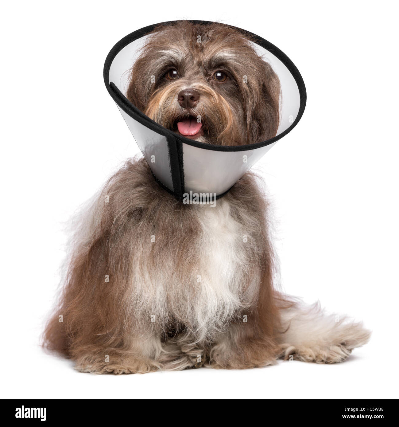 Malati e felice havanese cioccolato cane con un collare a imbuto sarà sano di nuovo presto Foto Stock