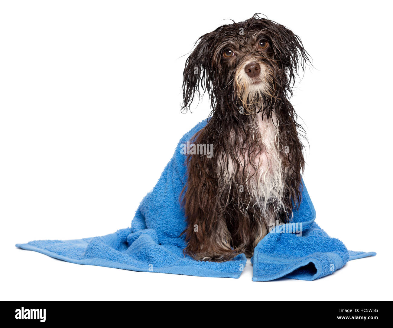 Wet dark chocolate havanese cane dopo il bagno con un asciugamano blu Foto Stock