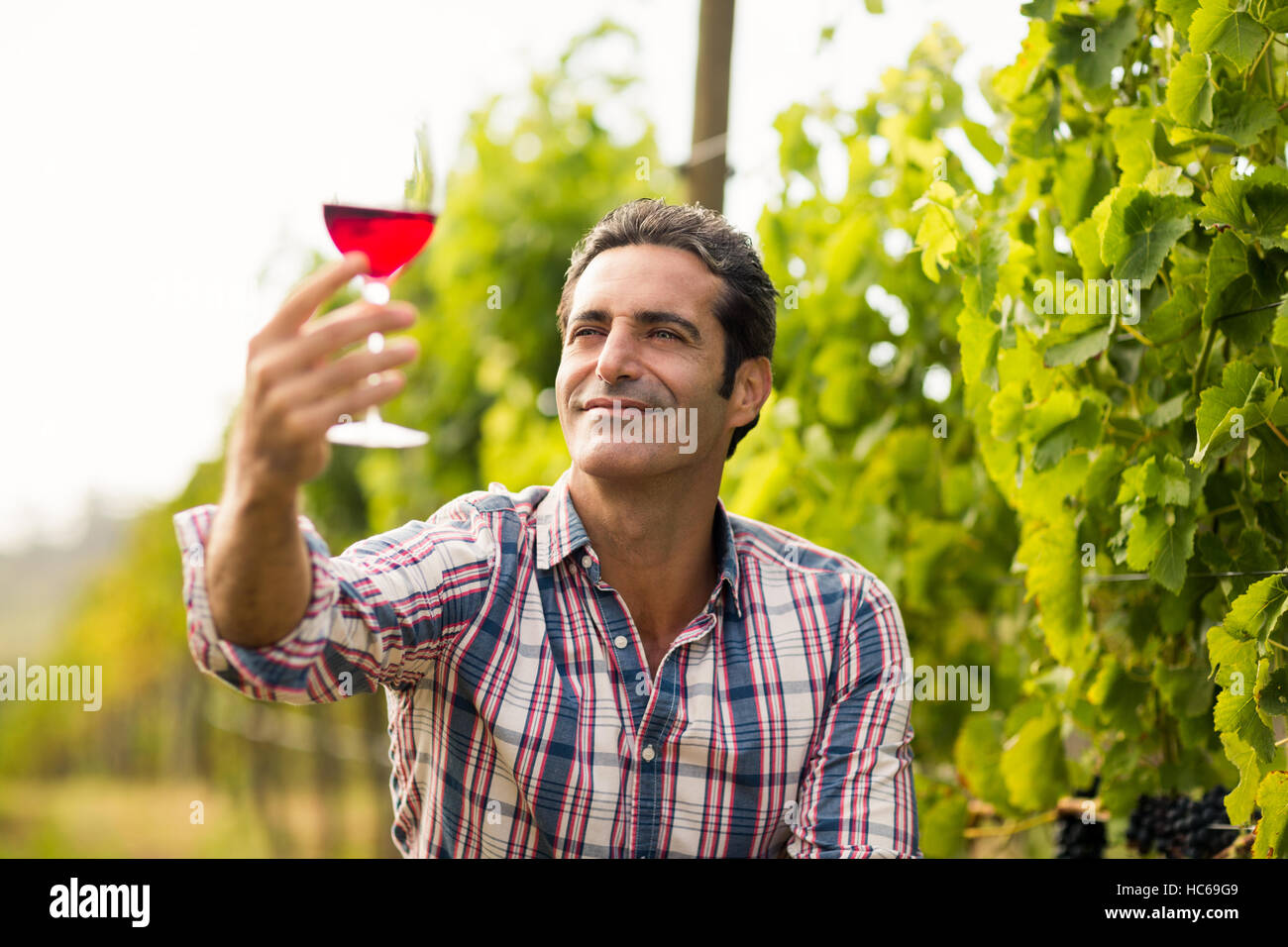 Maschio sorridente vignaiolo guardando il bicchiere di vino Foto Stock